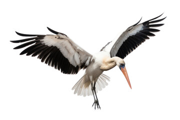 A white stork in mid-flight with its legs tucked close to its body, set against a seamless white backdrop, emphasizing the bird elegant silhouette