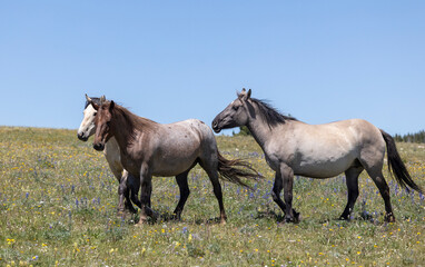 Fototapeta premium Wild Horse in the Pryor Mountains Montana in Summer