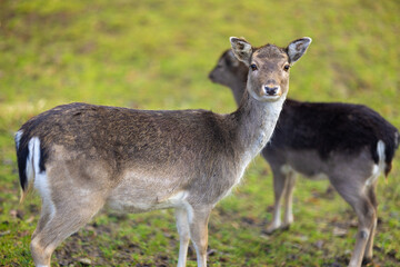 The young fallow deer.