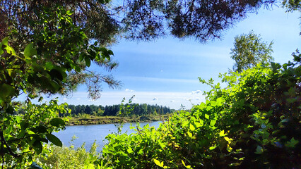 Lush greenery under a clear blue sky captured in a tranquil outdoor setting