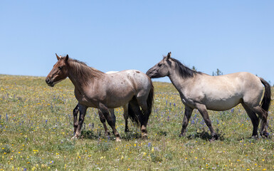 Fototapeta premium Wild Horse in the Pryor Mountains Montana in Summer