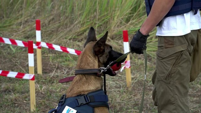 A Belgian Malinois shepherd dog wearing a protective vest during a mine and explosive ordnance disposal operation.