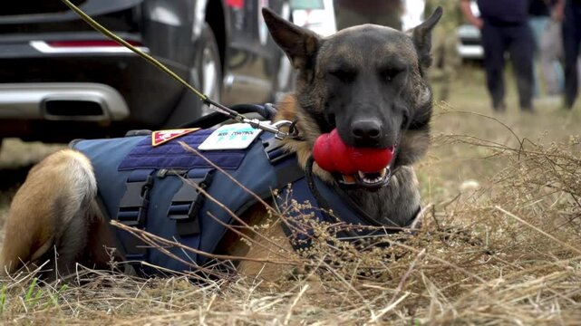 A tired Belgian Malinois shepherd dog rests in the grass after searching for mines and explosive devices. The dog's vest is labelled with its name and the words &lsquo;Mines&rsquo;.