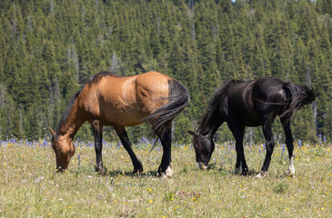 Obraz premium Wild Horse in the Pryor Mountains Montana in Summer