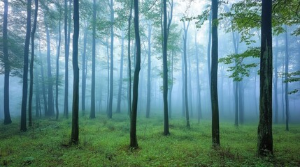 Obraz premium Misty Forest at Dawn with Ancient Trees