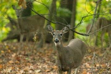 A young white-tailed deer doe stares curiously while in a forest in New Jersey