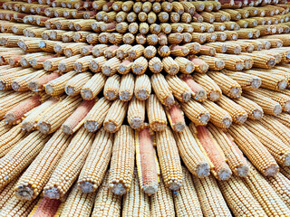 Several rows of harvested corn cobs are meticulously arranged, showcasing the vibrant colors and...