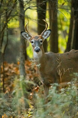 A white-tailed deer buck stands in the middle of a New Jersey forest during autumn