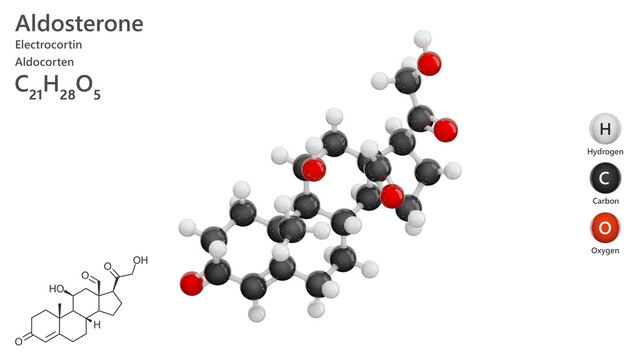 Molecule of Aldosterone (C21H28O5) is a pregnane-based steroidal hormone,secreted by the adrenal cortex that regulates electrolyte and water balance. Model: Ball and Stick. White back. 3d illustration