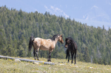 Wild Horse in the Pryor Mountains Montana in Summer
