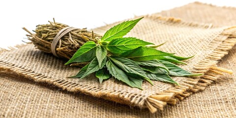 Healthy green saluyot ewedu or jute leaves with medicinal properties