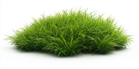 Fototapeta premium Perfect green grass growing isolated on white background