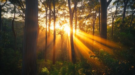Fototapeta premium The sun is shining through the trees, casting a warm glow on the forest floor