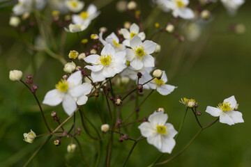 Ranunculus platanifolius (large white buttercup) is a species of perennial herb of the Ranunculaceae family. Ranunculus platanifolius is a unique plant of the Carpathian highlands.