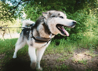 Friendly Malamute dog on a walk on a leash.
