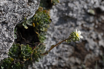 Saxifraga paniculata (alpine saxifrage, encrusted saxifrage, lifelong saxifrage) is a flowering...