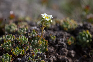 Saxifraga paniculata (alpine saxifrage, encrusted saxifrage, lifelong saxifrage) is a flowering plant in the heath family Saxifragaceae. Saxifraga paniculata is a unique plant of the Carpathian