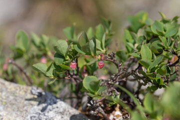 Vaccinium uliginosum (bog bilberry, bog blueberry, northern bilberry or western blueberry) is a flowering plant in the heath family Ericaceae. Vaccinium uliginosum subsp. microphyllum.