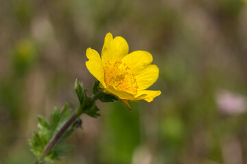 Alpine avens (Geum montanum) is a species of flowering plant in the Rosaceae family. Geum montanum is a unique plant of the Carpathian highlands.