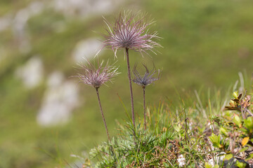 Alpine avens (Geum montanum) is a species of flowering plant in the Rosaceae family. Geum montanum is a unique plant of the Carpathian highlands.