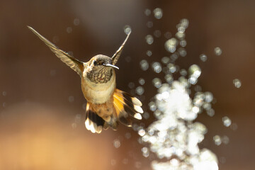 Naklejka premium Rufous Hummingbird Enjoying the Water Fountain.