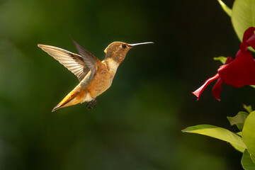 Rufous Hummingbird Enjoying the Red Mandevilla.