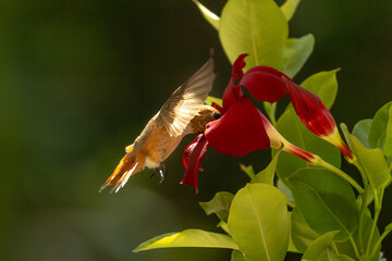 Rufous Hummingbird Enjoying the Red Mandevilla.