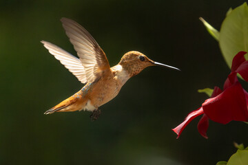 Naklejka premium Rufous Hummingbird Enjoying the Red Mandevilla.