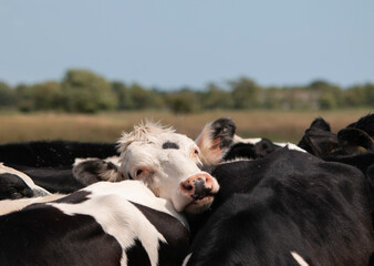 cows in a field