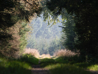 trees in the fog in the forest