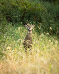 Obraz premium A large white-tailed deer buck stands in tall grasses in a forest in New Jersey during autumn