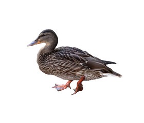Mallard duck in profile, raising paw to step left - color photo, isolate for design