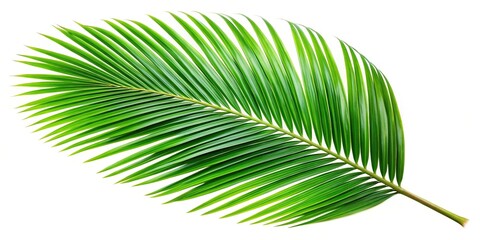Obraz premium High angle green palm leaf coconut leaves on white background isolate, clipping path included