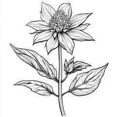 Fototapeta premium A Beebalm, line pattern, black and Vector artwork style. Coloring book, zoom out, isolated on solid white background