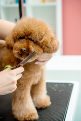 Groomer is doing hygiene cut for fluffy maltipoo to keep animal clean and healthy. Using grooming shears to trim dog hair around nose, eyes and ears of pet.