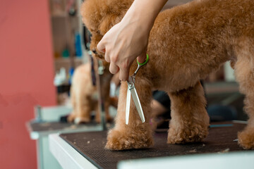 Groomer is carefully using shears to trim dog hair on paws. Keeping little maltipoo clean....