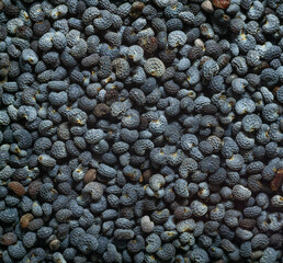 poppy seeds close up , texture , macro.
