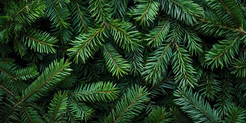 Fir tree branches nature forest pine.