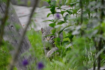 the cat sneaks through the grass