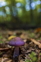 Mushroom in a chestnut forest.