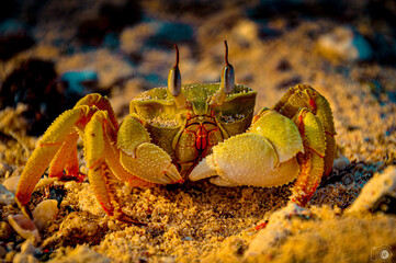 crab on the beach