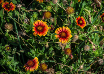Indian Blanket along the trail in Galveston Island State Park