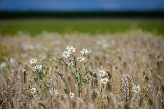Chamomile in a feald of grain