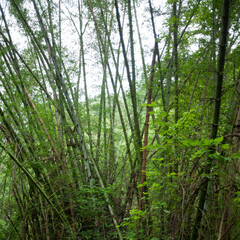 Bamboo forest near Kanchanaburi, Thailand