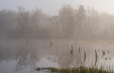 Frühnebel, Landschaft im und am Wittmoor, Norderstedt, Schleswig-Holstein, Deutschland