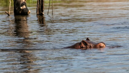 Fototapeta premium Hippopotamus in the water of the White Nile river at Murchison falls national park in Uganda
