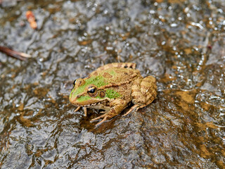 The Perez's frog (Pelophylax perezi), also known as Iberian waterfrog, Iberian green frog or Coruna frog, is a species of frog in the family Ranidae.