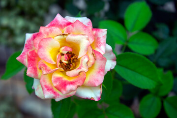 close up of Grandiflora rose (Rosa 'Wekdocpot' - Dream come true) in the garden. sunny day. Selective focus