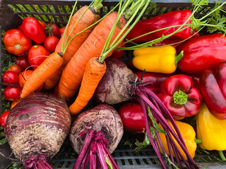box with harvest of fresh organic bright vegetables on green grass close-up, tomatoes and peppers, carrots and beets