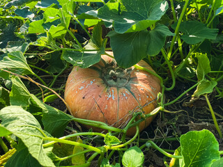ripe orange organic pumpkins in the garden close-up